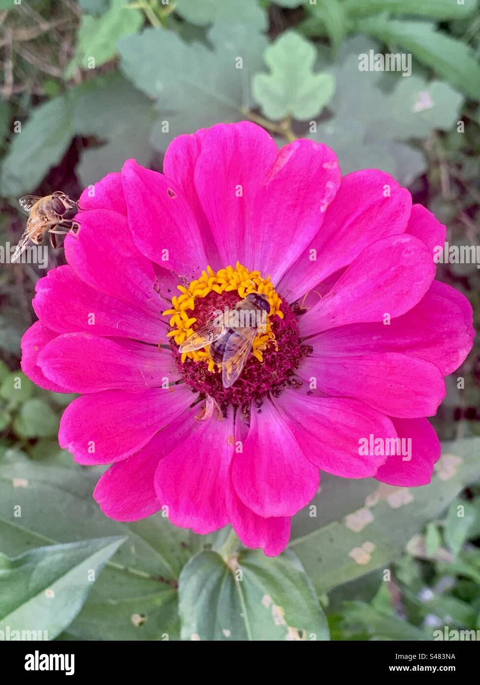 Api al lavoro - cos'altro è più importante di questo nel ciclo di vita della natura - Immagine stock catturata con smartphone