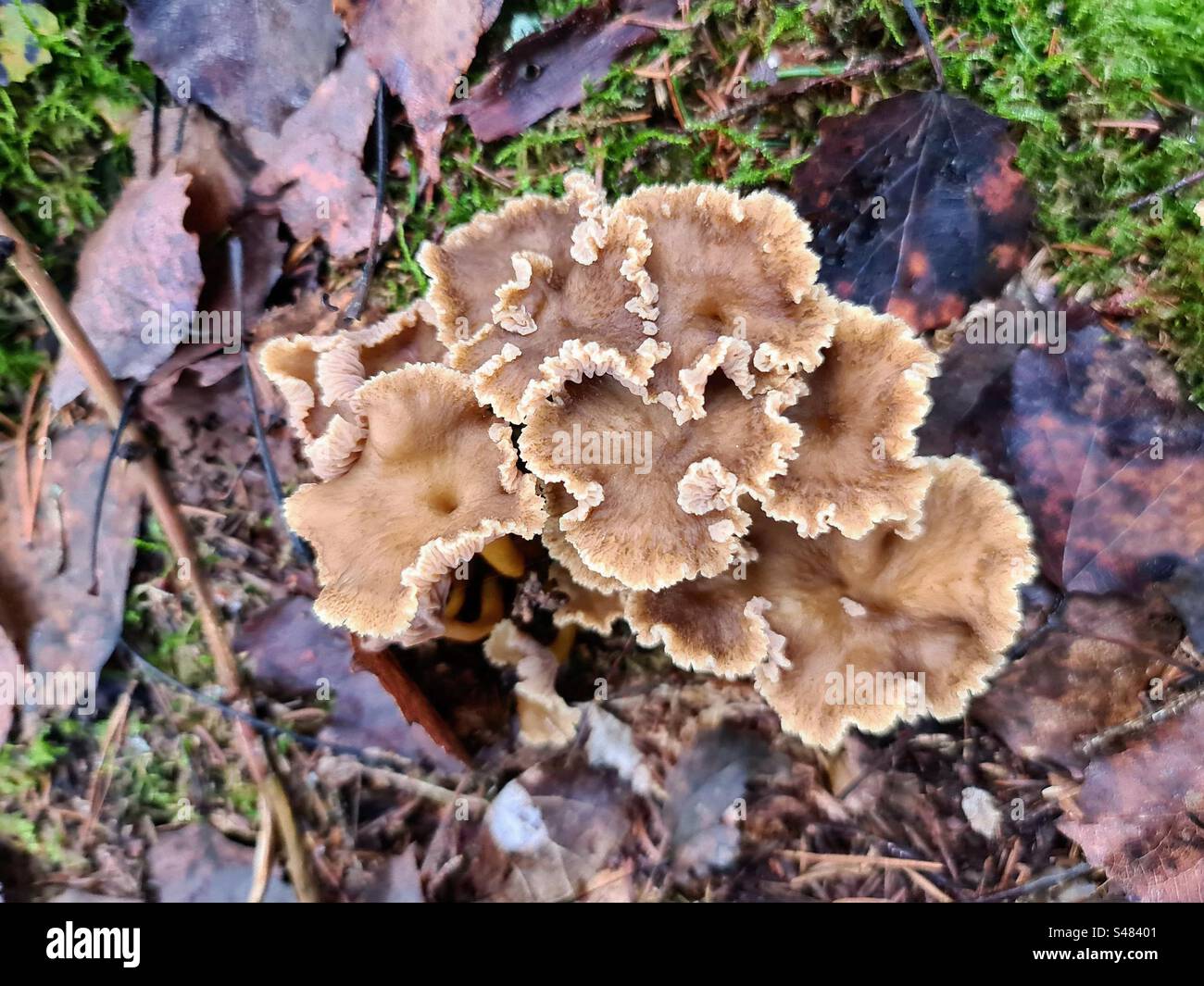 Gruppo di Craterellus cantharellus tubaeformis, un fungo commestibile, noto anche come piede giallastro, fungo invernale o canterelle a imbuto che cresce tra le foglie cadute nel suolo forestale Foto Stock