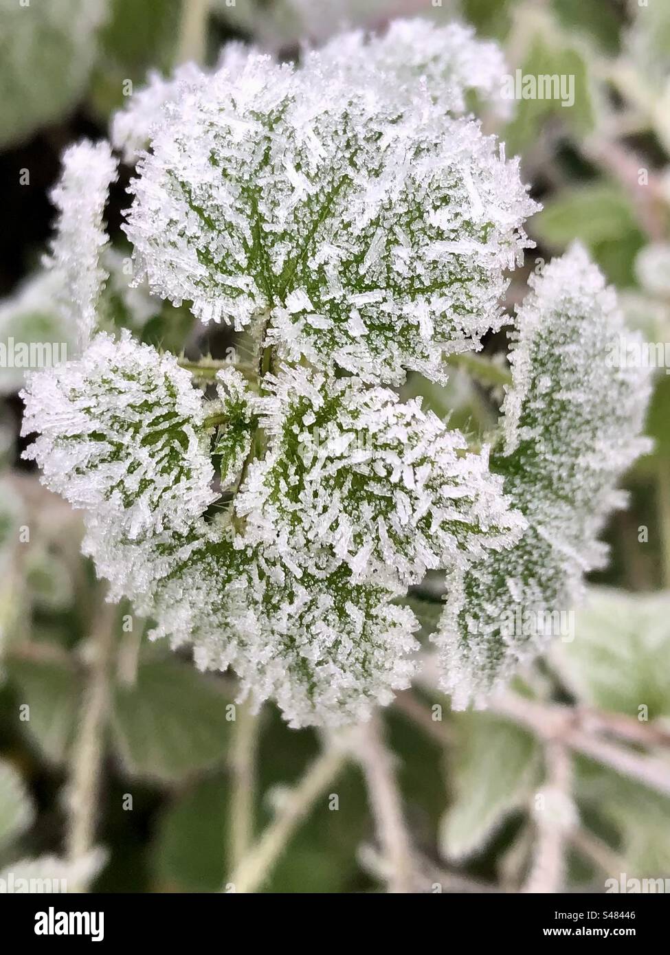 Piante ghiacciate durante il Winters Day Foto Stock