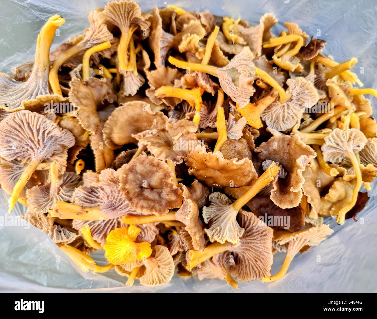 Caccia silenziosa: Primo piano di abbondanza di Craterellus cantharellus tubaeformis, piede giallastro, funghi invernali cantharellus cibarius chanterelle funghi funghi Foto Stock