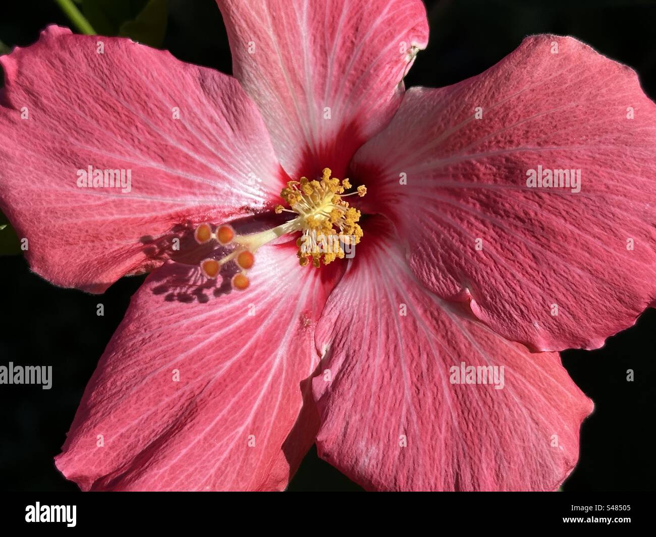 Foto full frame di un fiore di ibisco rosa Foto Stock