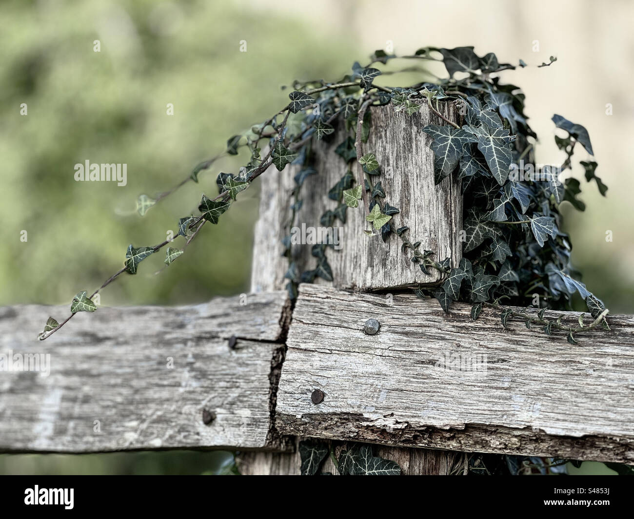 Weathered recinzione di legno Foto Stock
