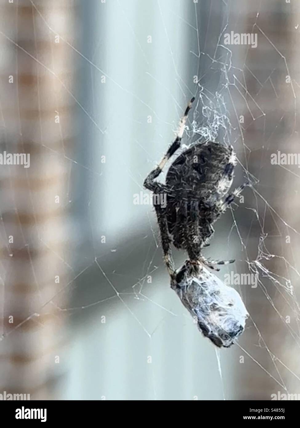 ORB-Weaver Spider, Eriophora Biapicata Foto Stock