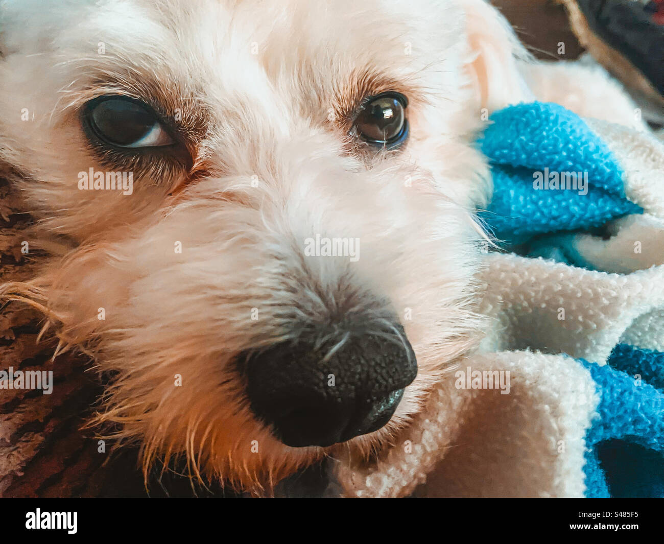 Ritratto ravvicinato del volto di un carino cane cavapoo bianco. Foto Stock