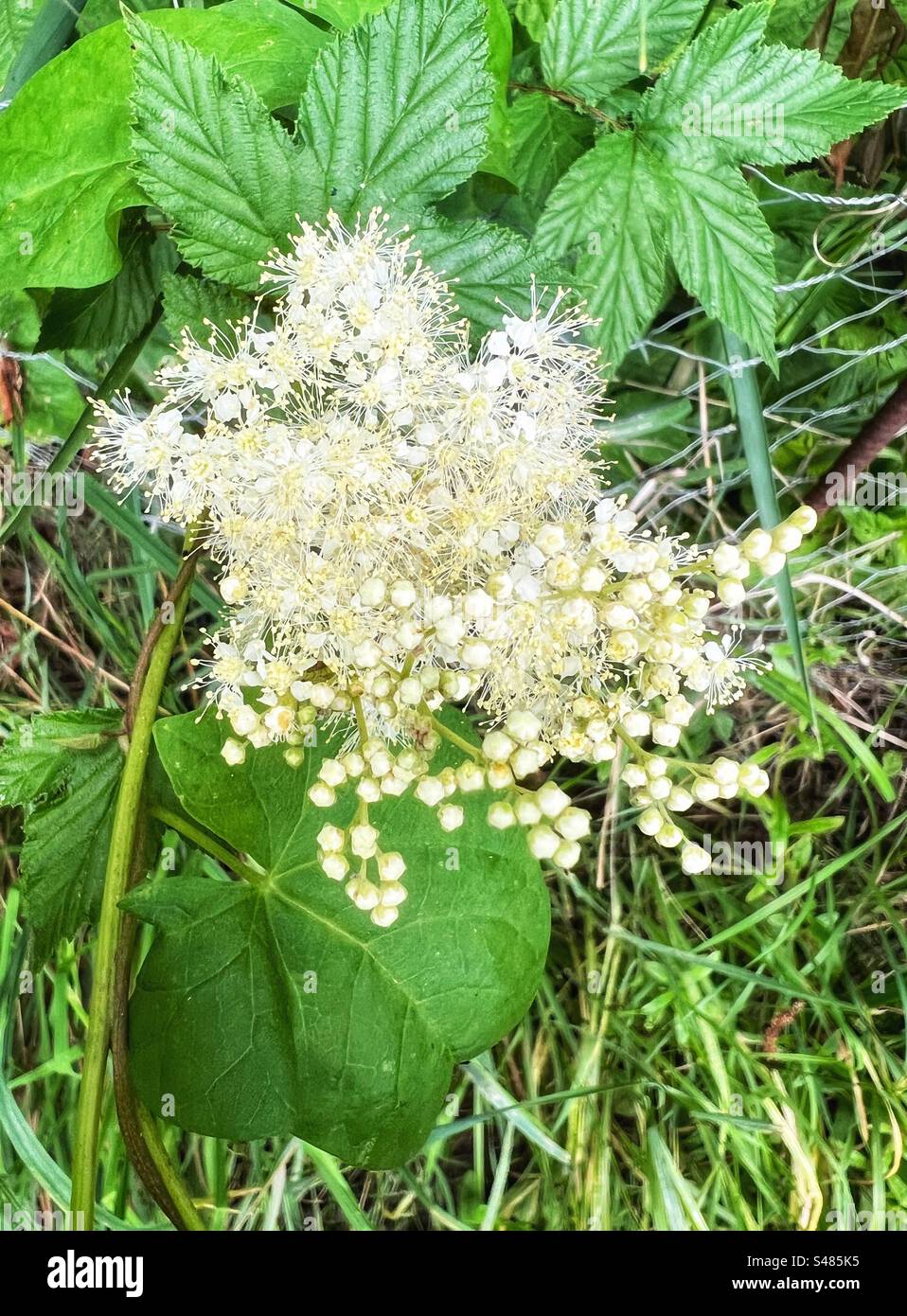 L'erba meadowsweet Filipendula ulmaria mead cresce nelle zone paludose e lungo i corsi d'acqua. Può essere utilizzato per insaporire sciroppi, birra, idromele e altri cibi e bevande Foto Stock