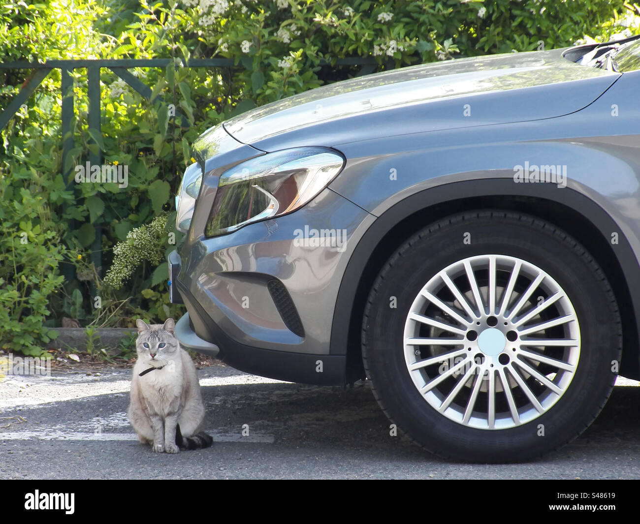 Grande strabismo e auto o gatto neutrale. Tutti i metadati o i metadati sono contenuti nella fotografia originale caricata Foto Stock