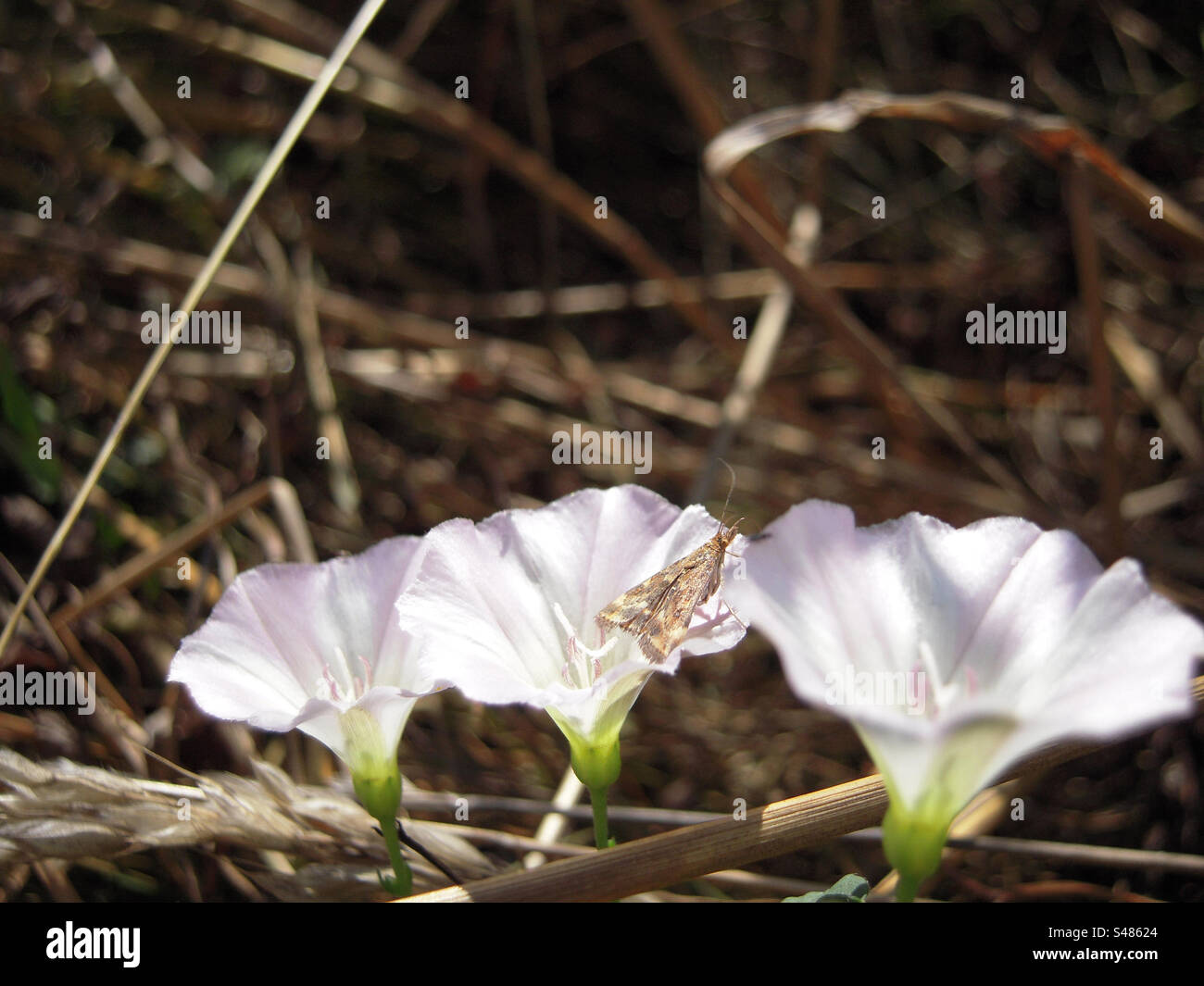 All'interno della foresta, bellissima falena, splendida vegetazione. Concentrati sul primo piano. .. Tutti i metadati o i metadati sono contenuti nella fotografia originale caricata Foto Stock