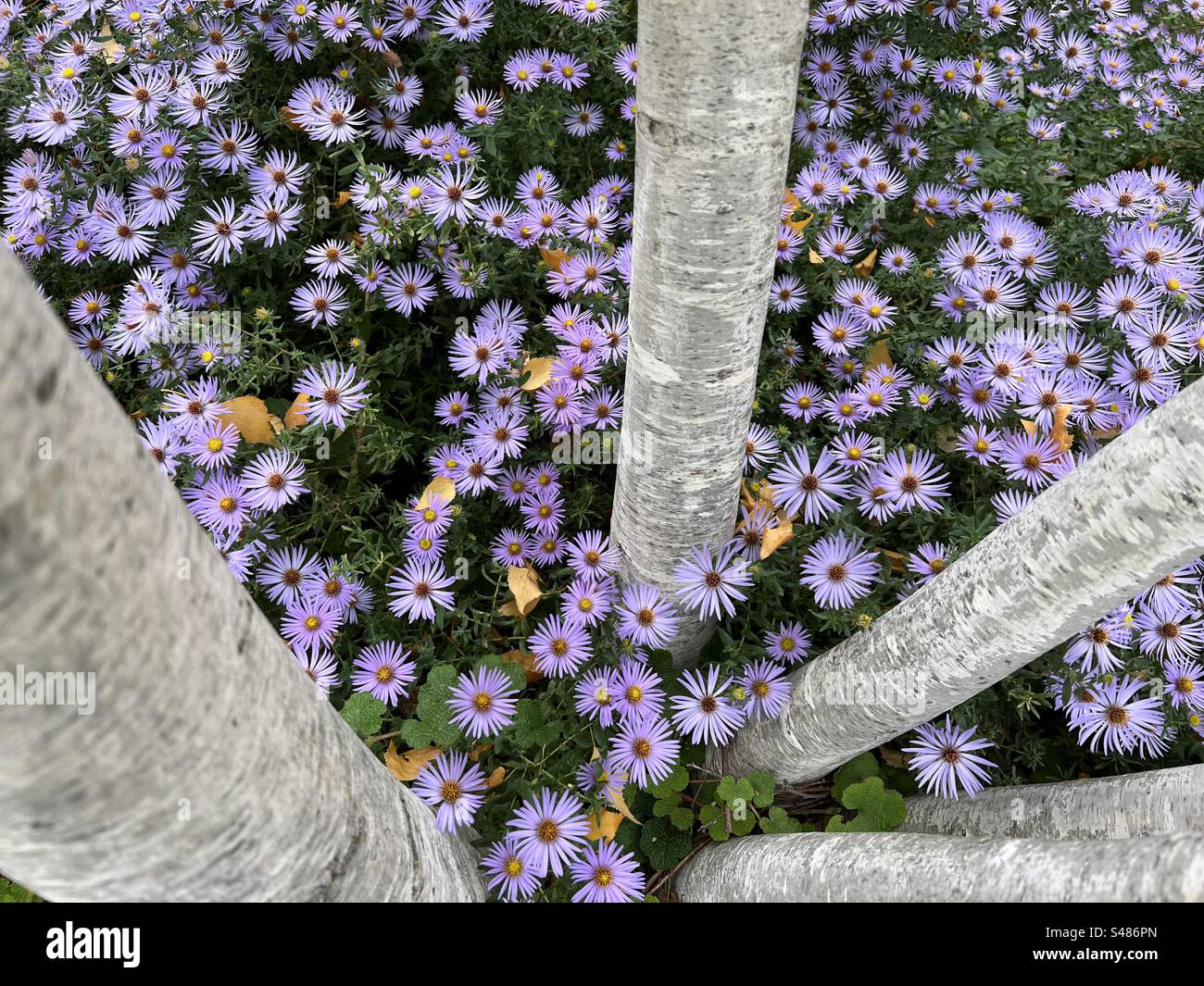 Tatarian asta (symphyotrichum) astratta nel giardino High Line di New York Foto Stock