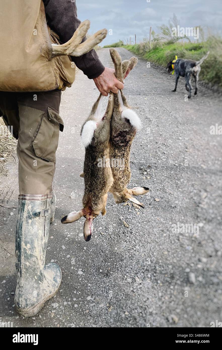 Hunter e il suo cane tornano a casa dopo una caccia con alcune lepri Foto Stock