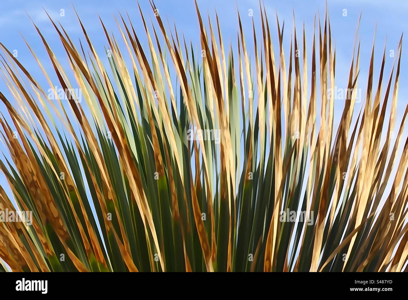 Sfondo naturale di foglie di palma Foto Stock