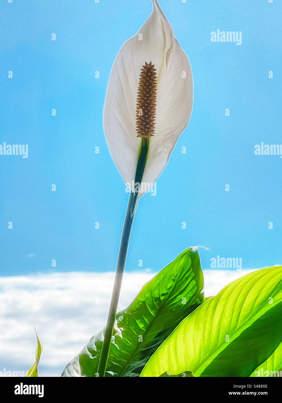 Primo piano del giglio di pace in fiore/pianta in vaso Spathiphyllum al chiuso, contro la finestra con vista del cielo azzurro con la riva di nuvole bianche. Tranquillità. Foto Stock