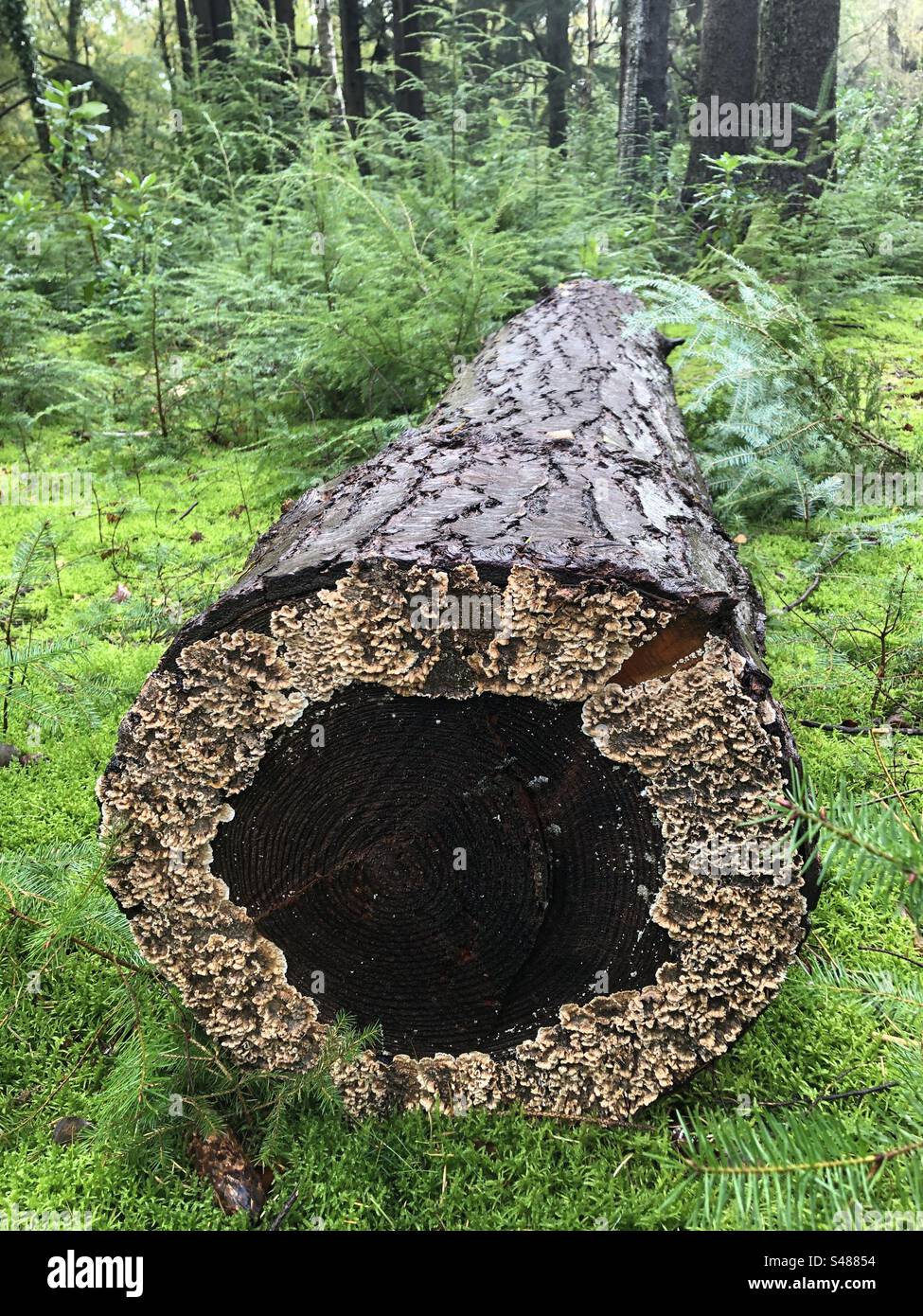 Licheni che crescono sul ceppo di pino tagliato nel New Forest National Park Foto Stock