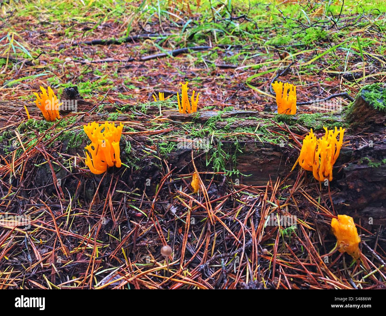 Il fungo giallo dello Stagshorn (Calocera viscosa) cresce su un pino marcio nel New Forest National Park, Hampshire, Regno Unito - Immagine stock catturata con smartphone