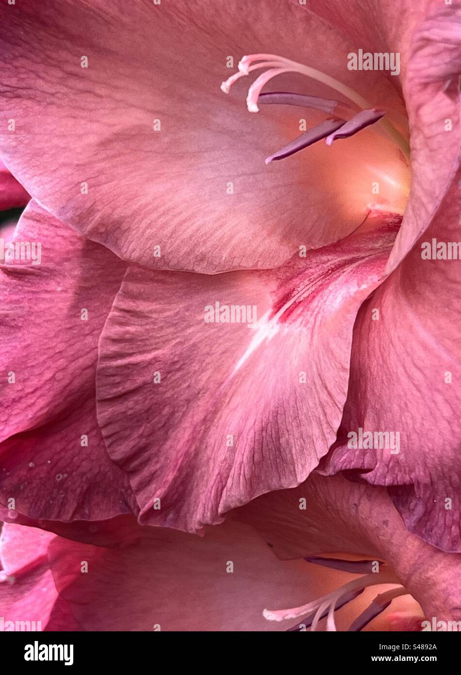 Petali color corallo profondi di un singolo fiore di gladiolo - Immagine stock catturata con smartphone