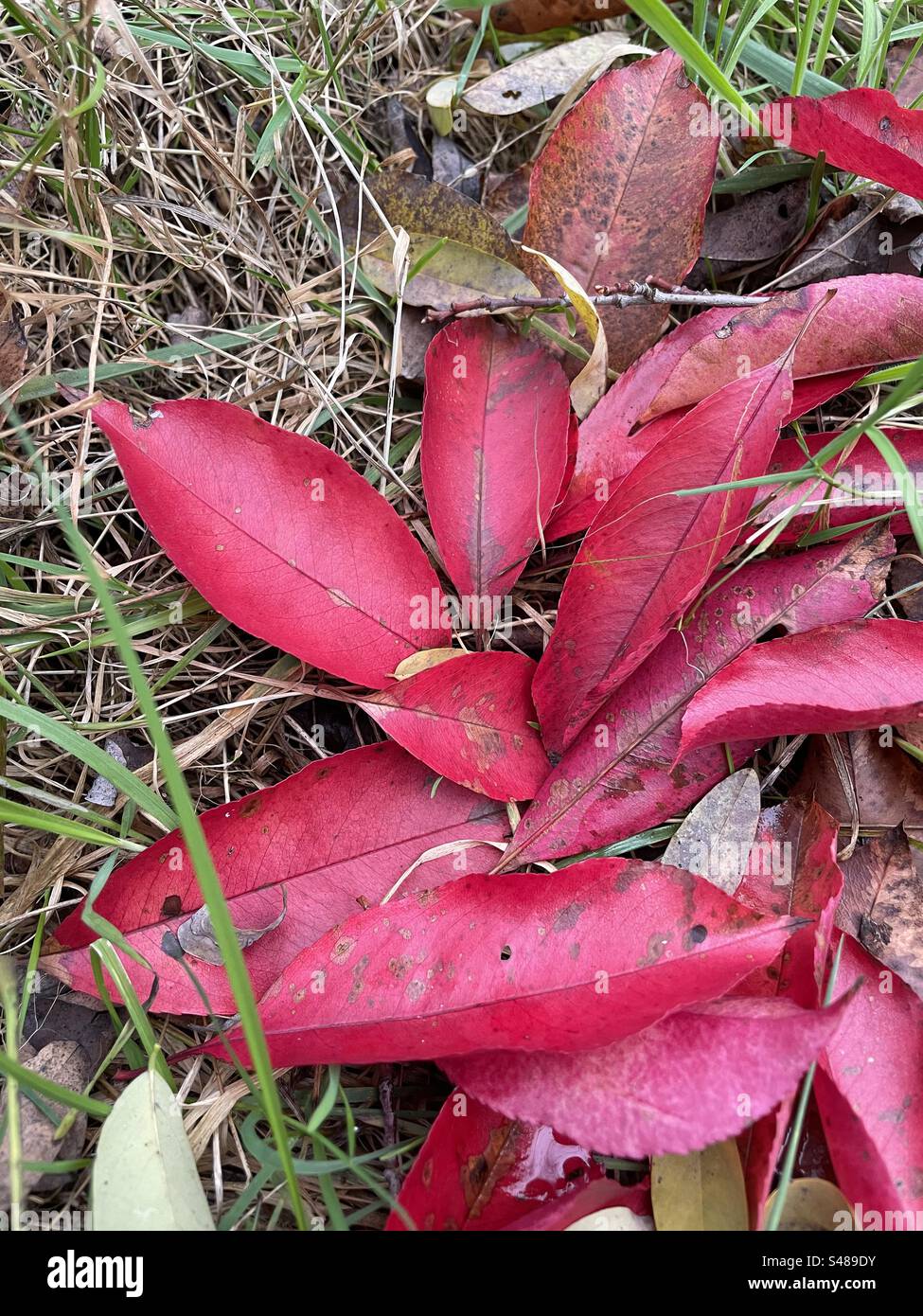 Foglie di alberi rossi sparse per terra, dipingendo il paesaggio con le ricche sfumature dell'autunno. - Immagine stock catturata con smartphone