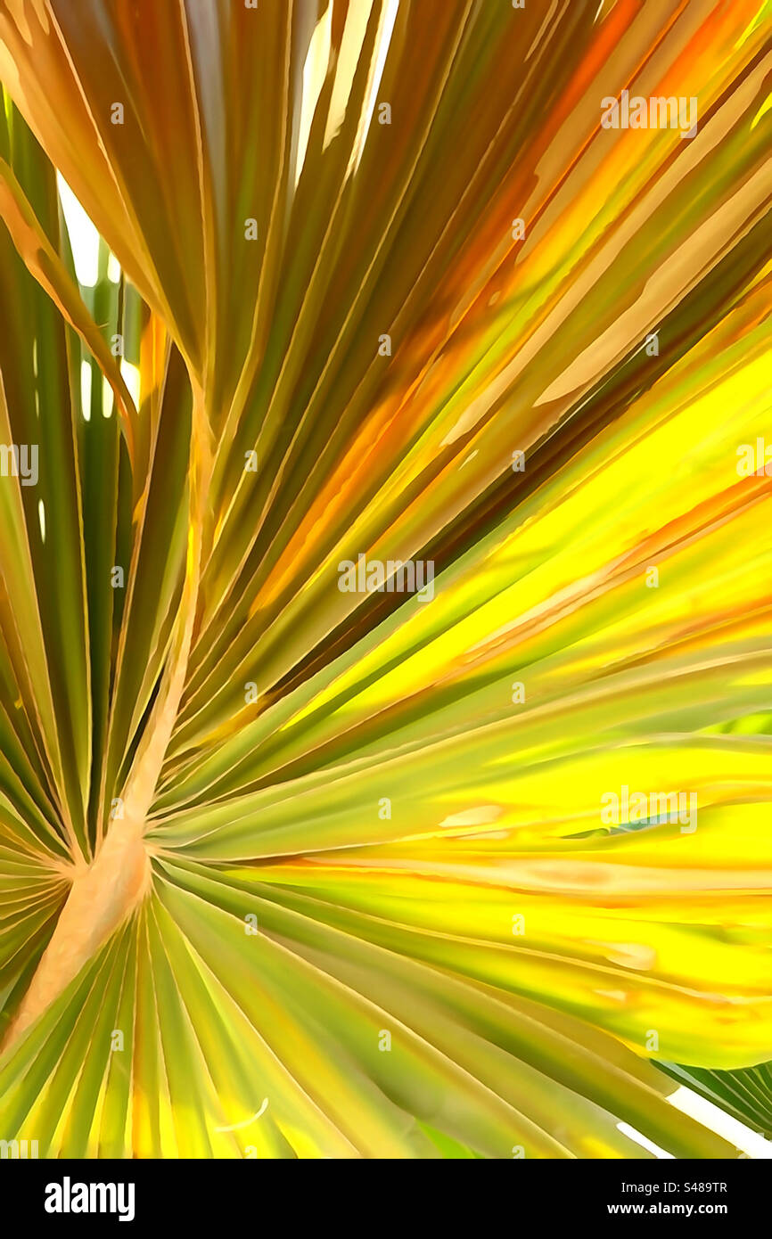 Sfondo verticale della foglia di palmo Foto Stock