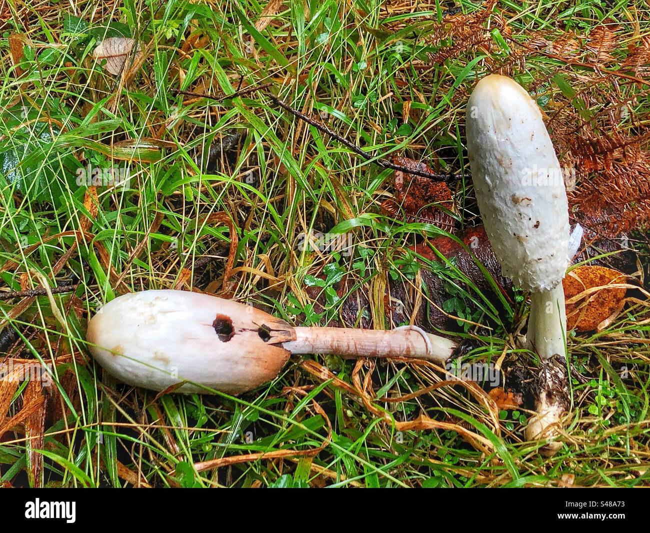 Shaggy inkcap funghi (coprinus comatus) che crescono nel New Forest National Park Hampshire, Regno Unito Foto Stock