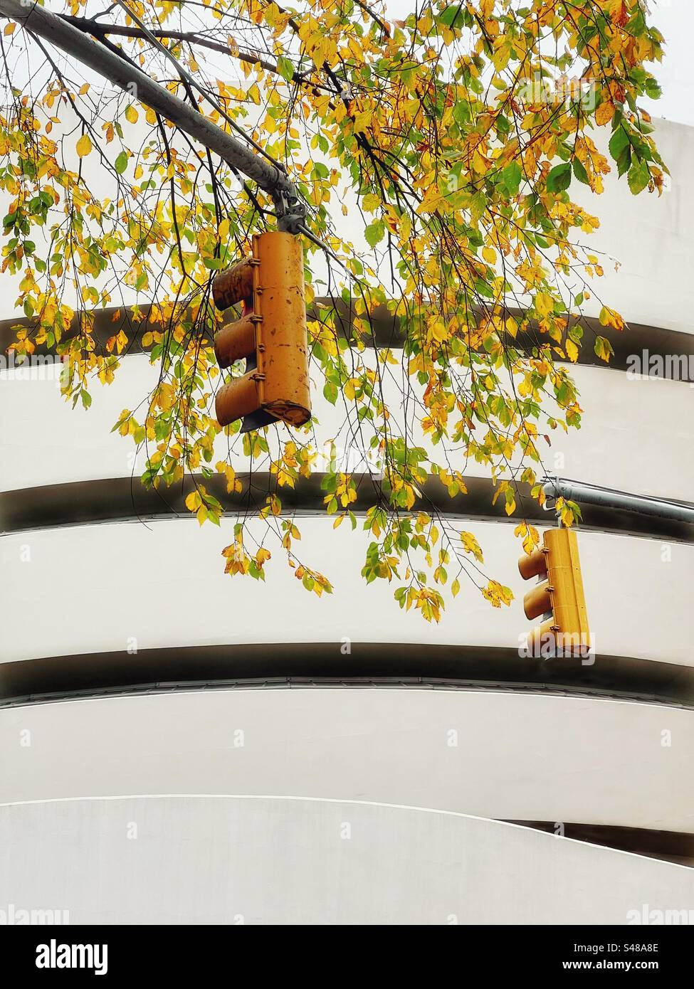 Semafori e foglie autunnali appesi di fronte al museo Guggenheim di New York Foto Stock