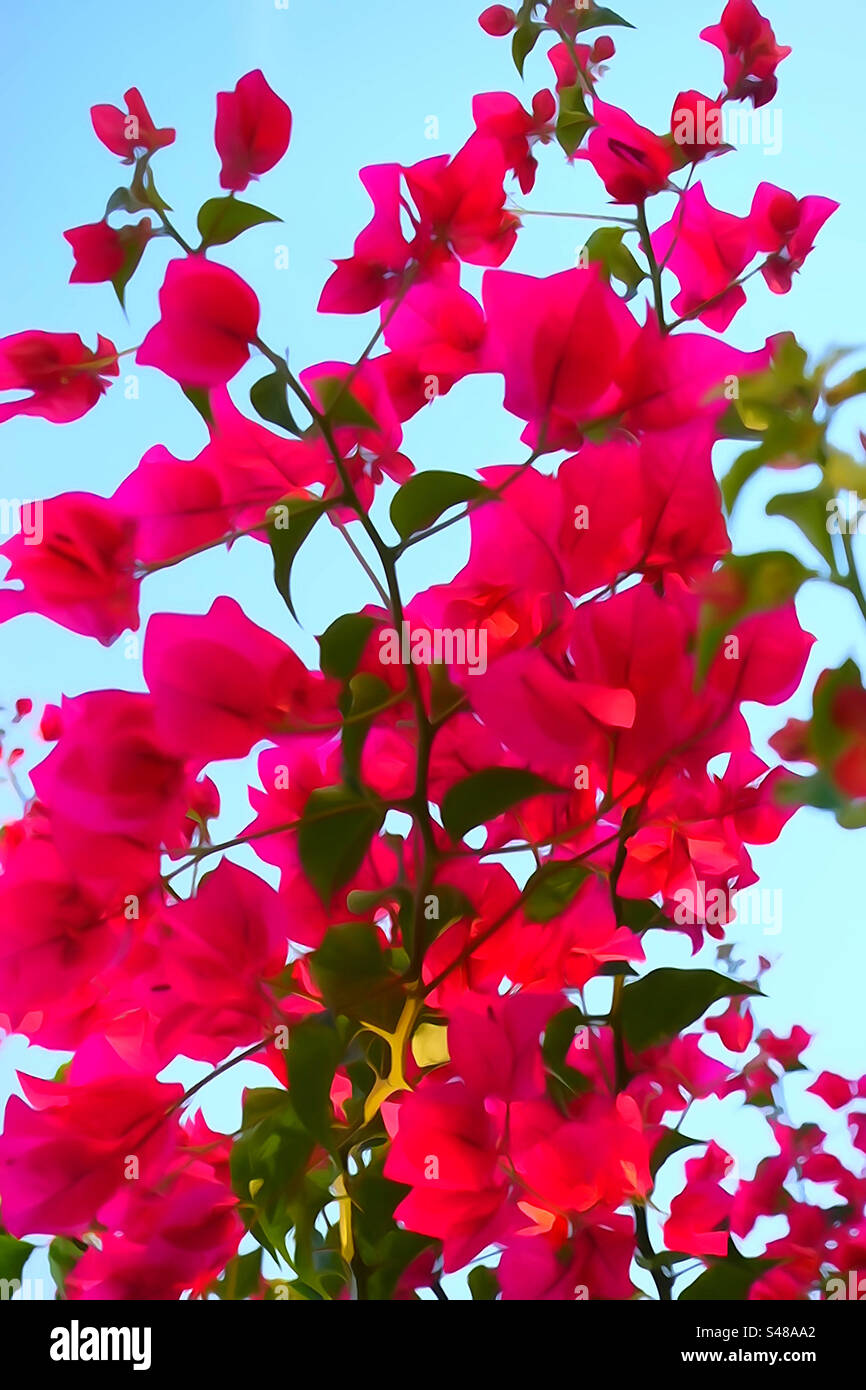 Immagine verticale di fiori tropicali rossi Foto Stock