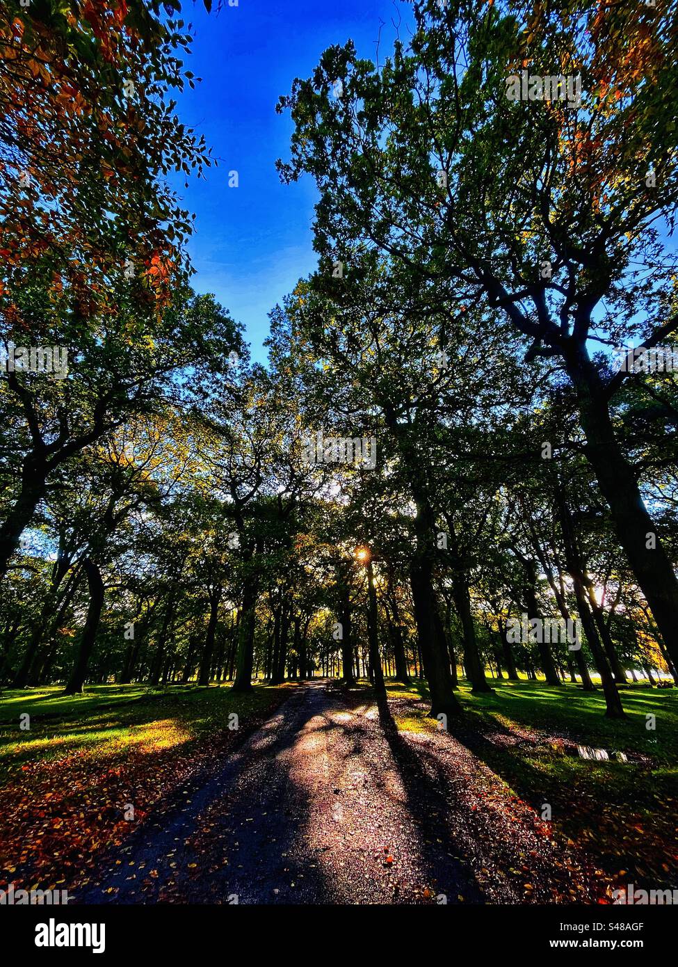 Mattinata autunnale con luce del sole tra gli alberi su entrambi i lati con sentiero nel mezzo - Tatton Park Knutsford Inghilterra Foto Stock