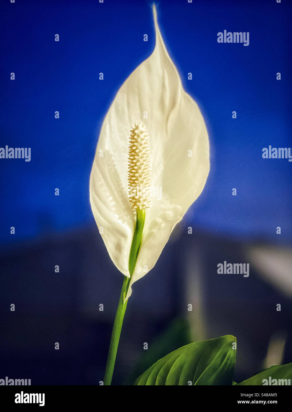 Peace Lily/Spathiphyllum Houseplant con un unico fiore contro la finestra con vista del cielo all'ora blu. Foto Stock