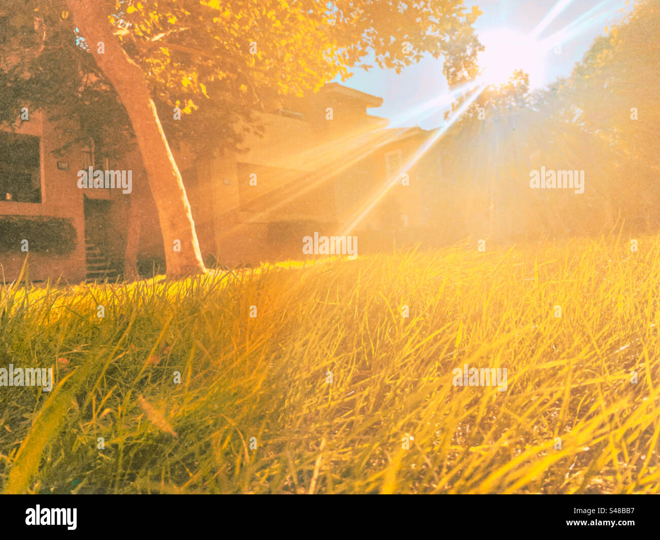 Campi dorati e sole Foto Stock