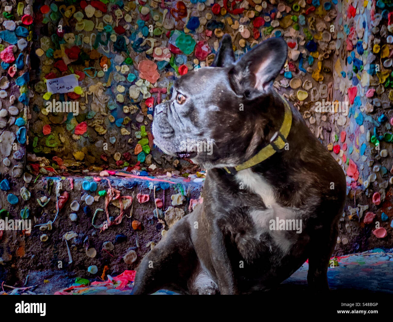 Bulldog che posa davanti al famigerato e poco igienico Gum Wall nel mercato del Pike Place di Seattles Foto Stock