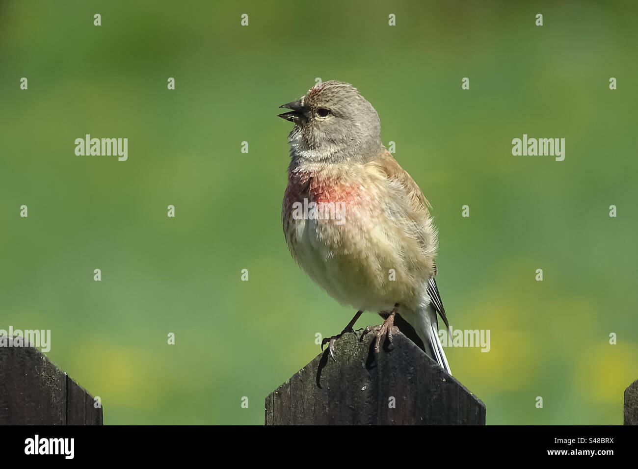 Fanello - Immagine stock catturata con smartphone