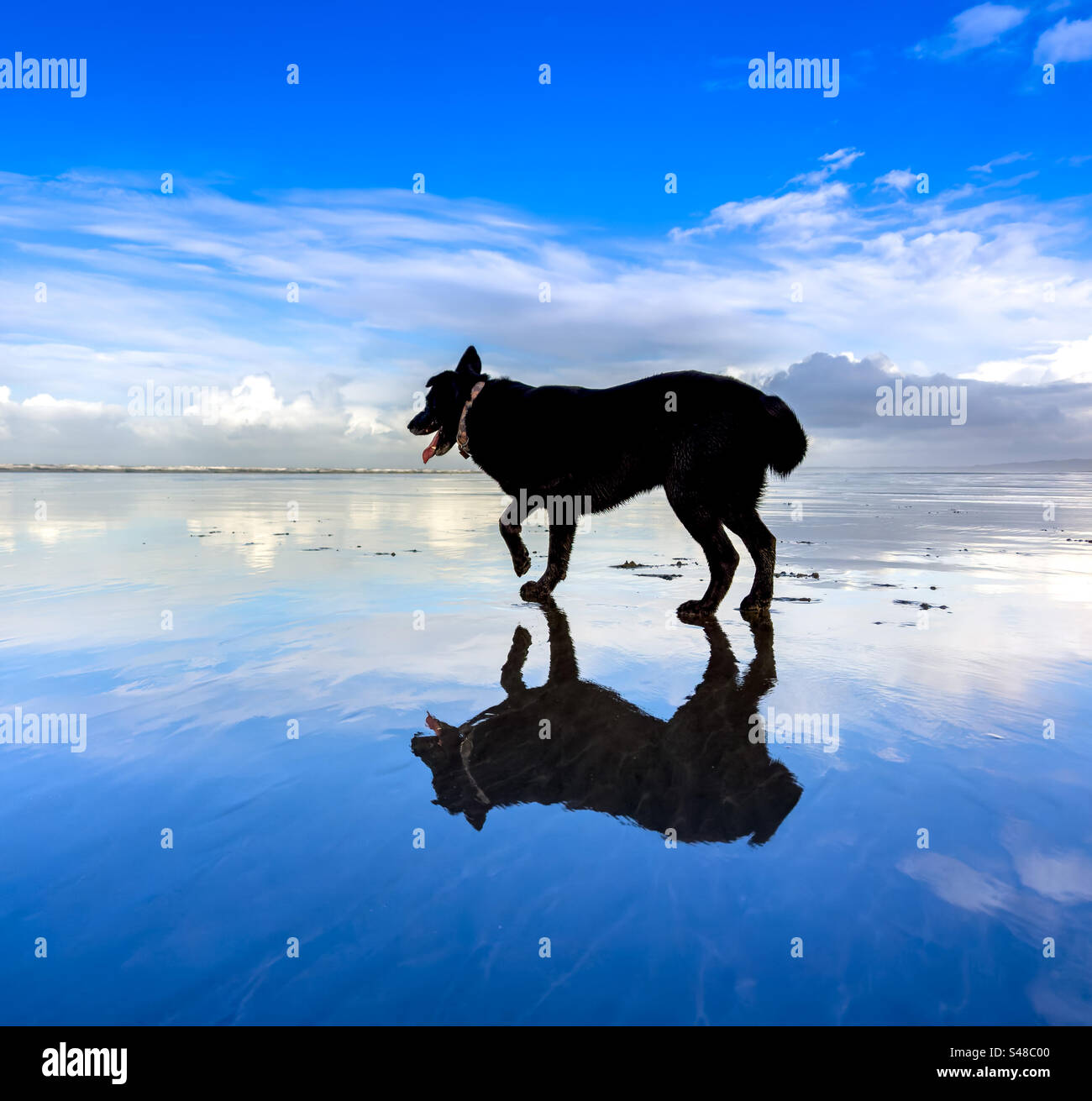 Cane che si gode una bella giornata di calma blu in spiaggia - Immagine stock catturata con smartphone