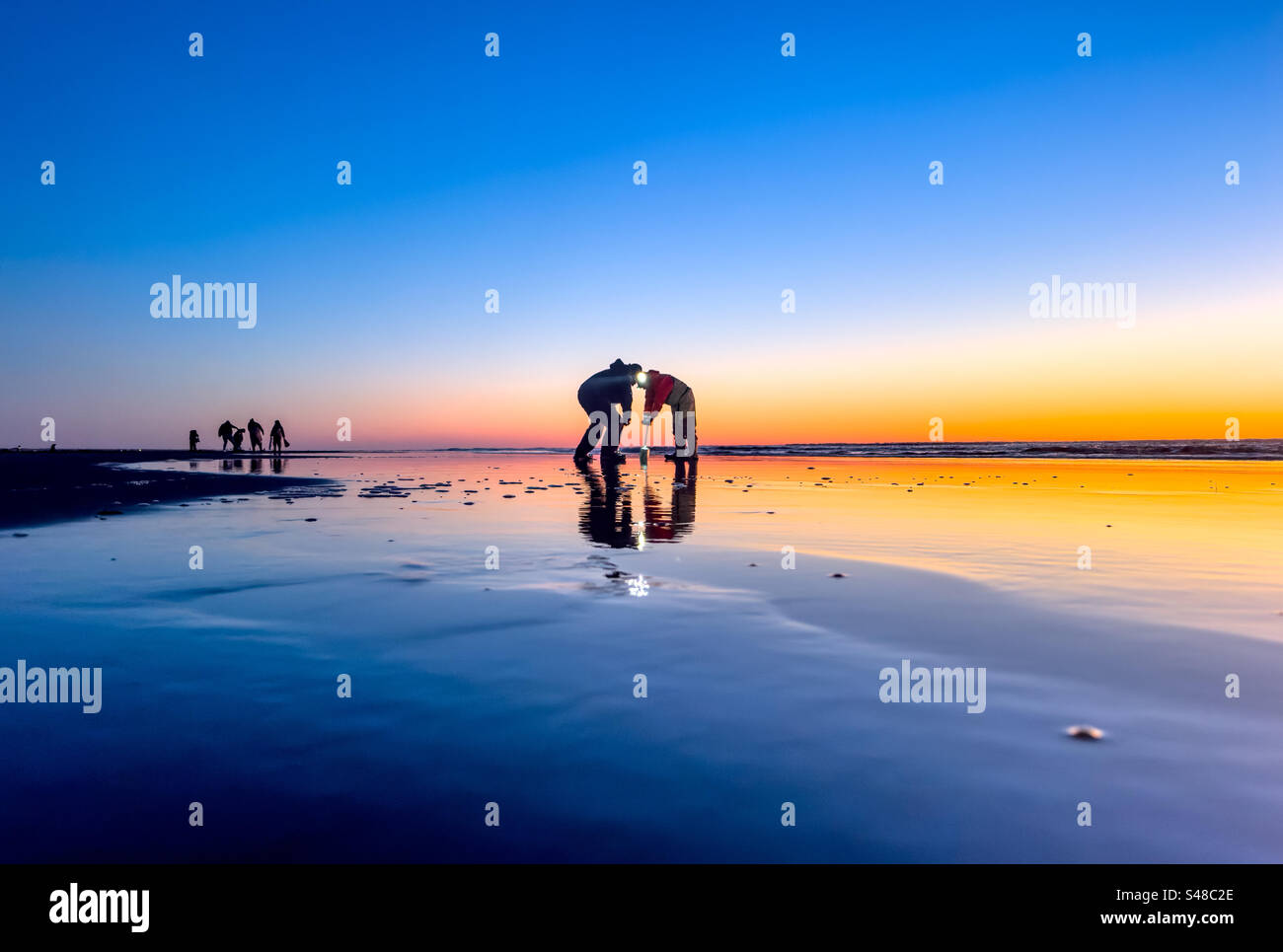 Due persone che stanno scavando per le vongole al tramonto sulla spiaggia lungo la costa dello stato di Washington Foto Stock