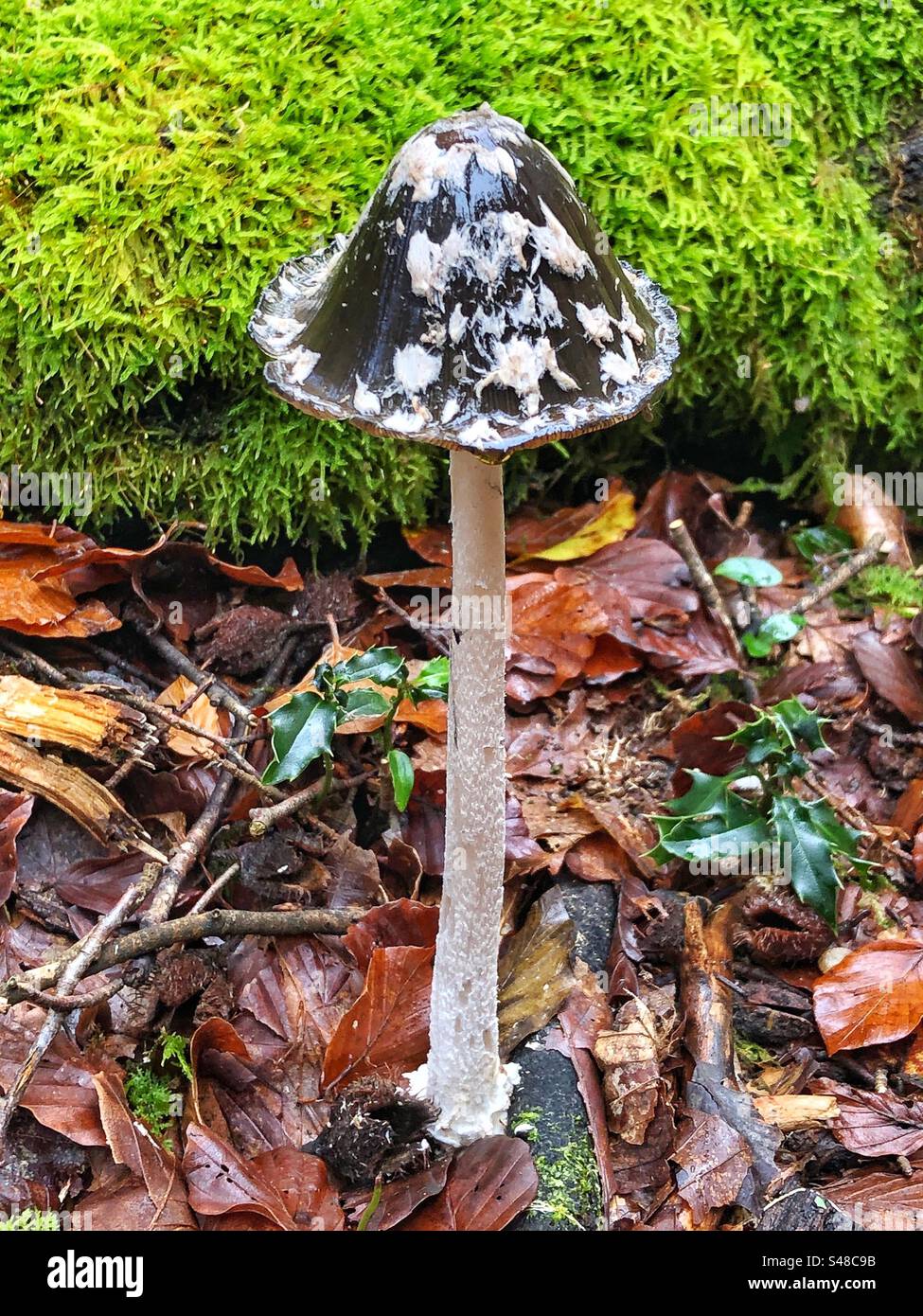 Fungo Magpie Inkcap (Coprinopsis picacea) che cresce a Knightwood Oak, New Forest National Park Hampshire, Regno Unito Foto Stock