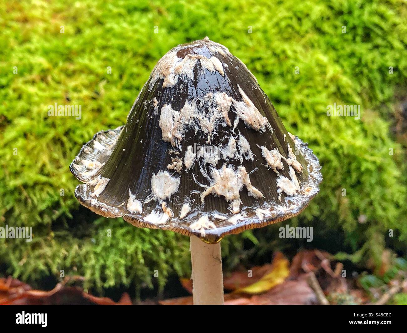 Fungo Magpie Inkcap (Coprinopsis picacea) che cresce a Knightwood Oak, New Forest National Park Hampshire, Regno Unito Foto Stock