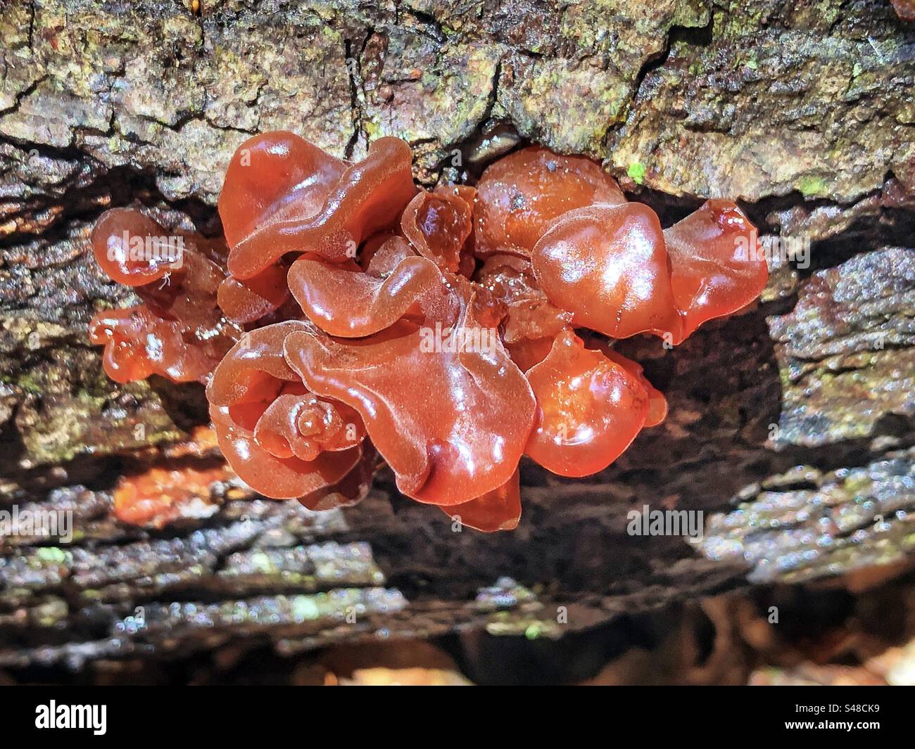 Fungo di gelatina ambrata (Exidia crenata) che cresce a Knightwood Oak, New Forest National Park Hampshire, Regno Unito Foto Stock