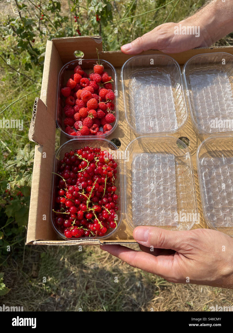 Mani che tengono una scatola con lamponi e ribes rosso. - Immagine stock catturata con smartphone
