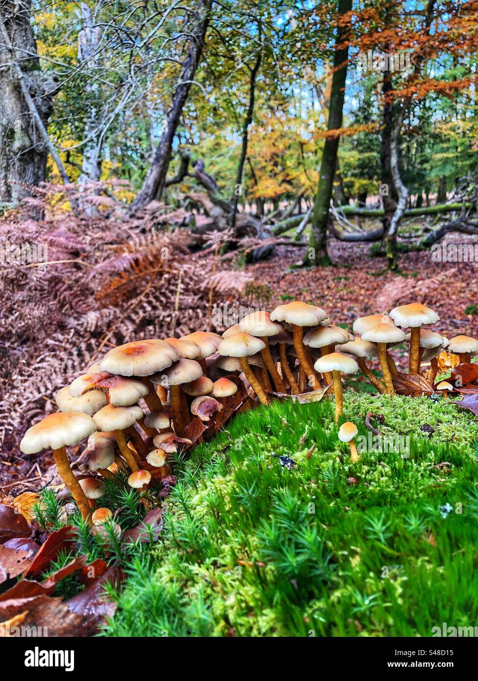 Funghi zolfo-tuft (Hypholoma fasciculare) che crescono a Knightwood Oak, New Forest National Park Hampshire, Regno Unito Foto Stock