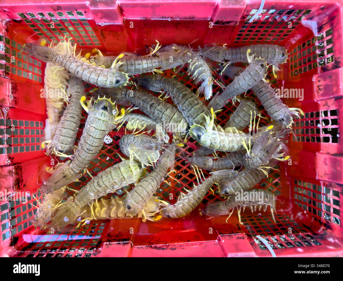 Cestino di gamberi vivi provenienti dai mari del sud della Cina al mercato locale di Hong Kong Foto Stock