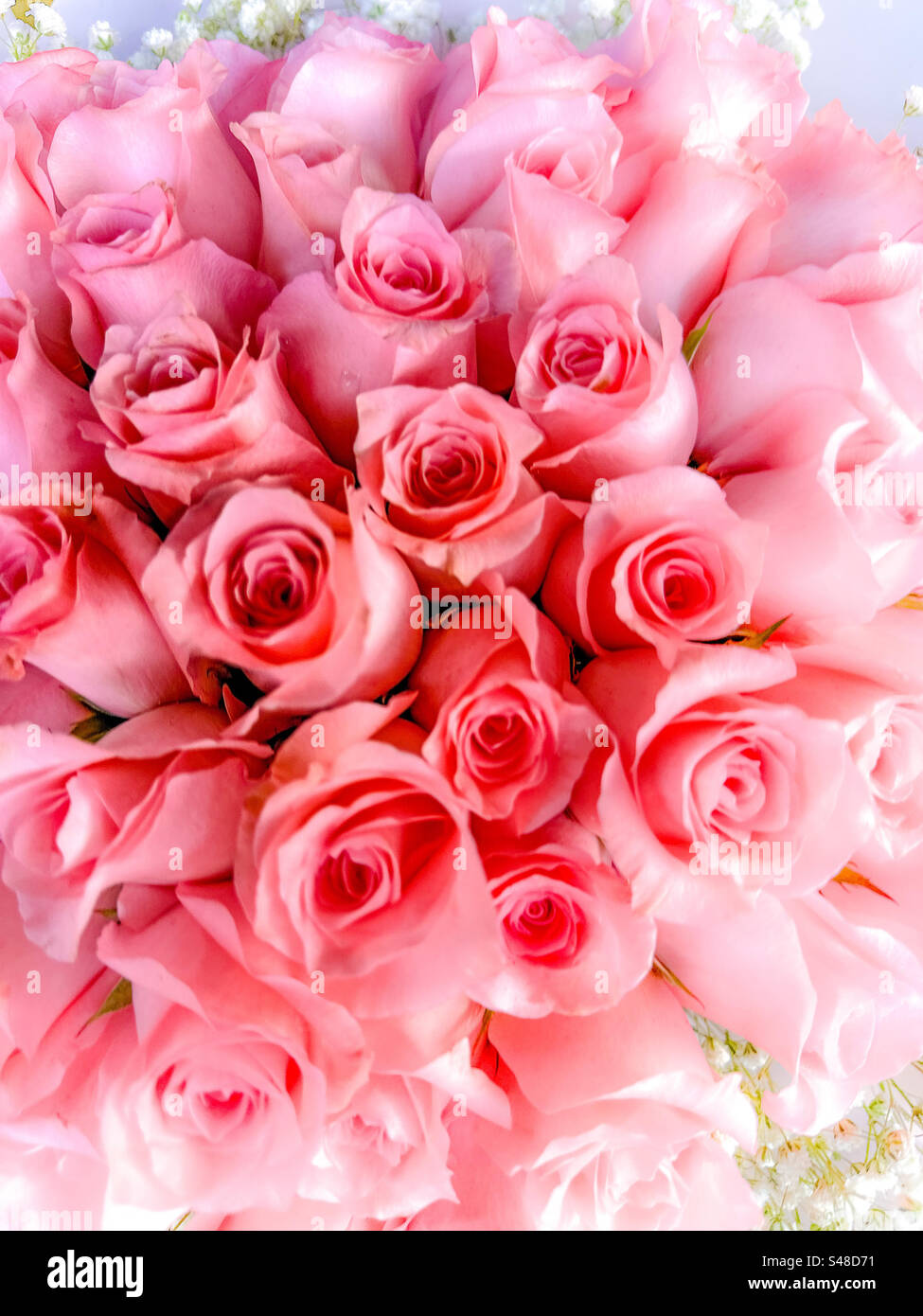 Fascio di rose rosa, simbolo di apprezzamento - Immagine stock catturata con smartphone