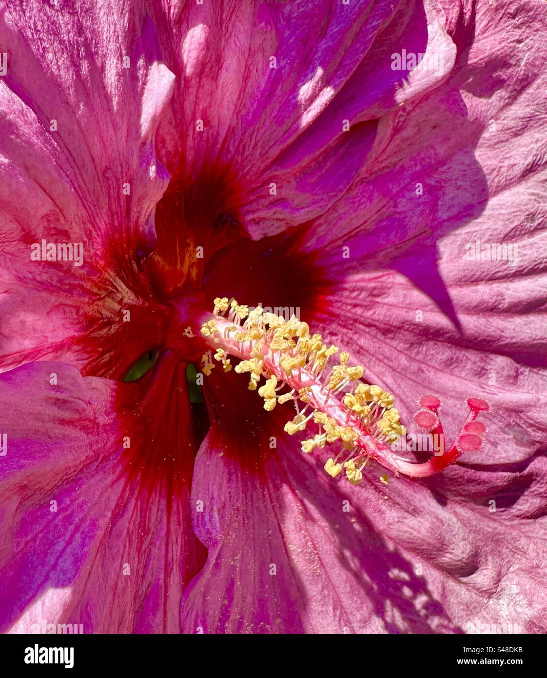 Rosa fiori di ibisco - Immagine stock catturata con smartphone