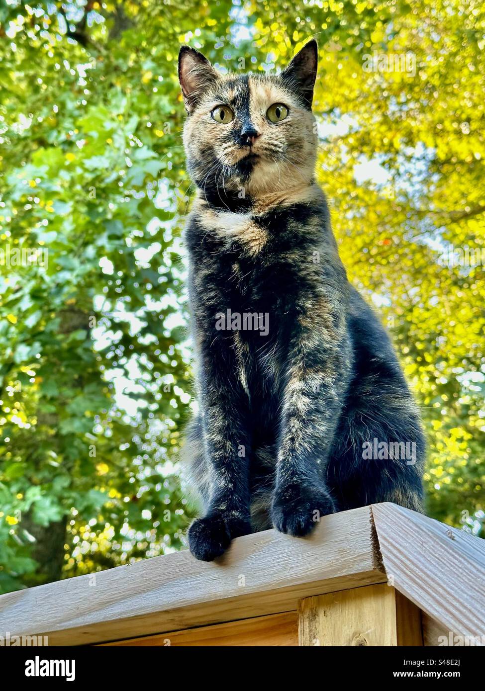 Gatto dagli occhi brillanti che controlla il suo territorio dalla ringhiera della veranda Foto Stock