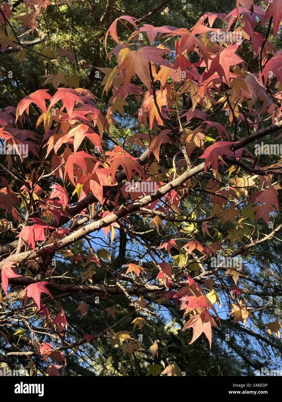 L'autunno è qui Foto Stock