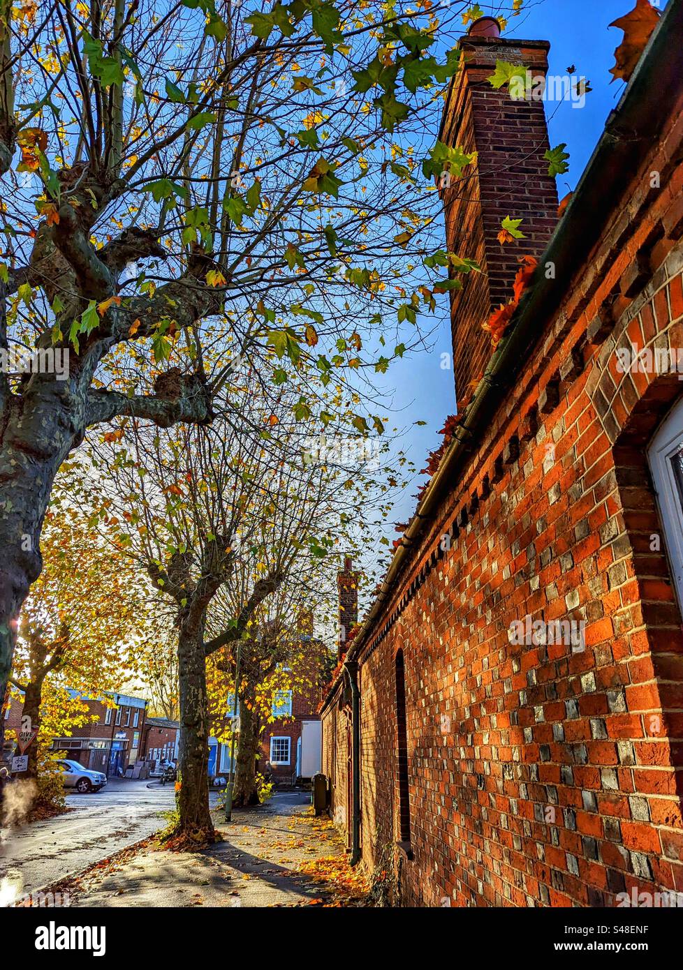 La mattina presto in autunno, guardando oltre gli alberi di platano, lungo il lato delle Tomkins Alms Houses fino a Ock Street, Abingdon on Thames, Oxfordshire, Inghilterra Foto Stock