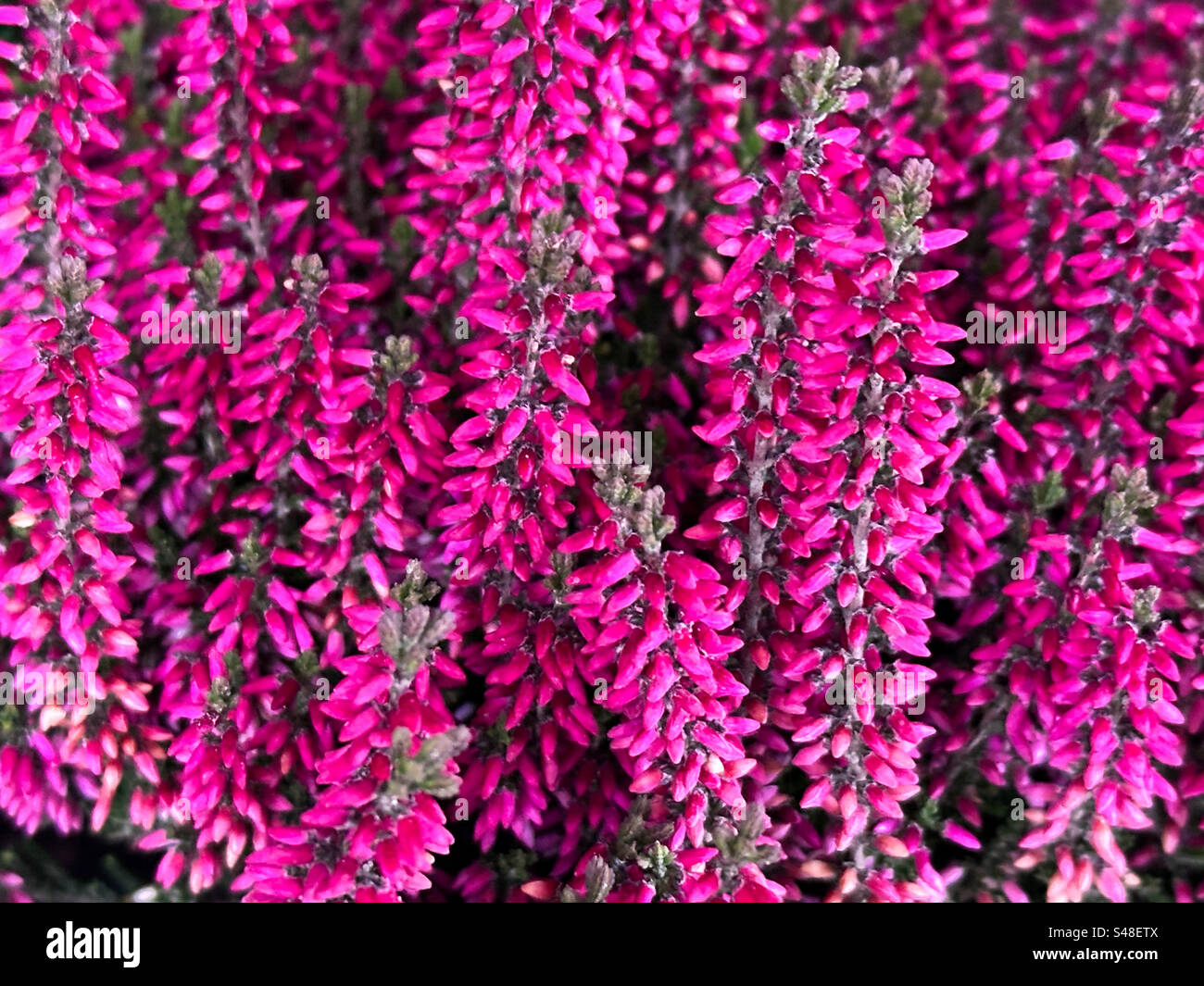 Purple heather che cresce all'aperto a Gothenburg in Svezia Foto Stock