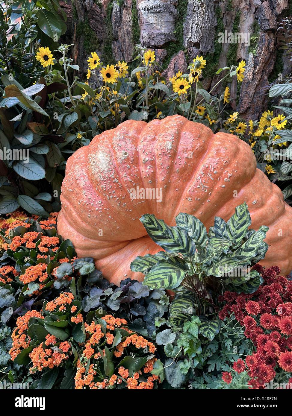 Giardino a tema per il giorno del Ringraziamento con zucca e una varietà di piante Foto Stock