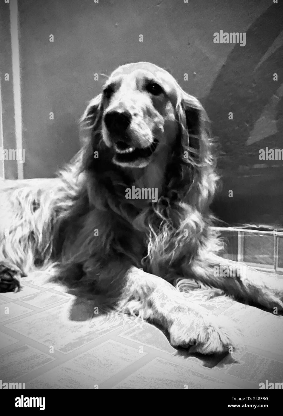 Ritratto in bianco e nero di Un cane Foto Stock