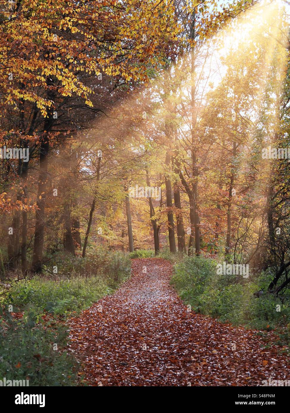 Foresta autunnale al sole - Immagine stock catturata con smartphone