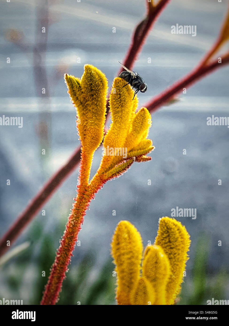Primo piano di una mosca su fiori gialli di zampa di canguro/Anigozanthos, una pianta nativa australiana in primavera. Impollinazione. Impollinatore. Foto Stock