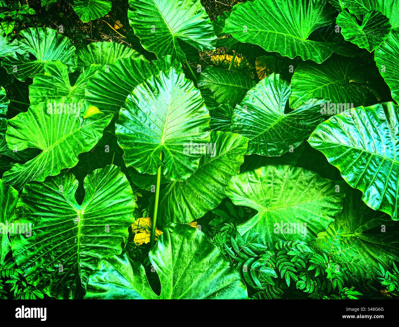 cornice a schermo intero di grandi foglie tropicali provenienti dalle piante della foresta della giungla in condizioni di clima umido - Immagine stock catturata con smartphone