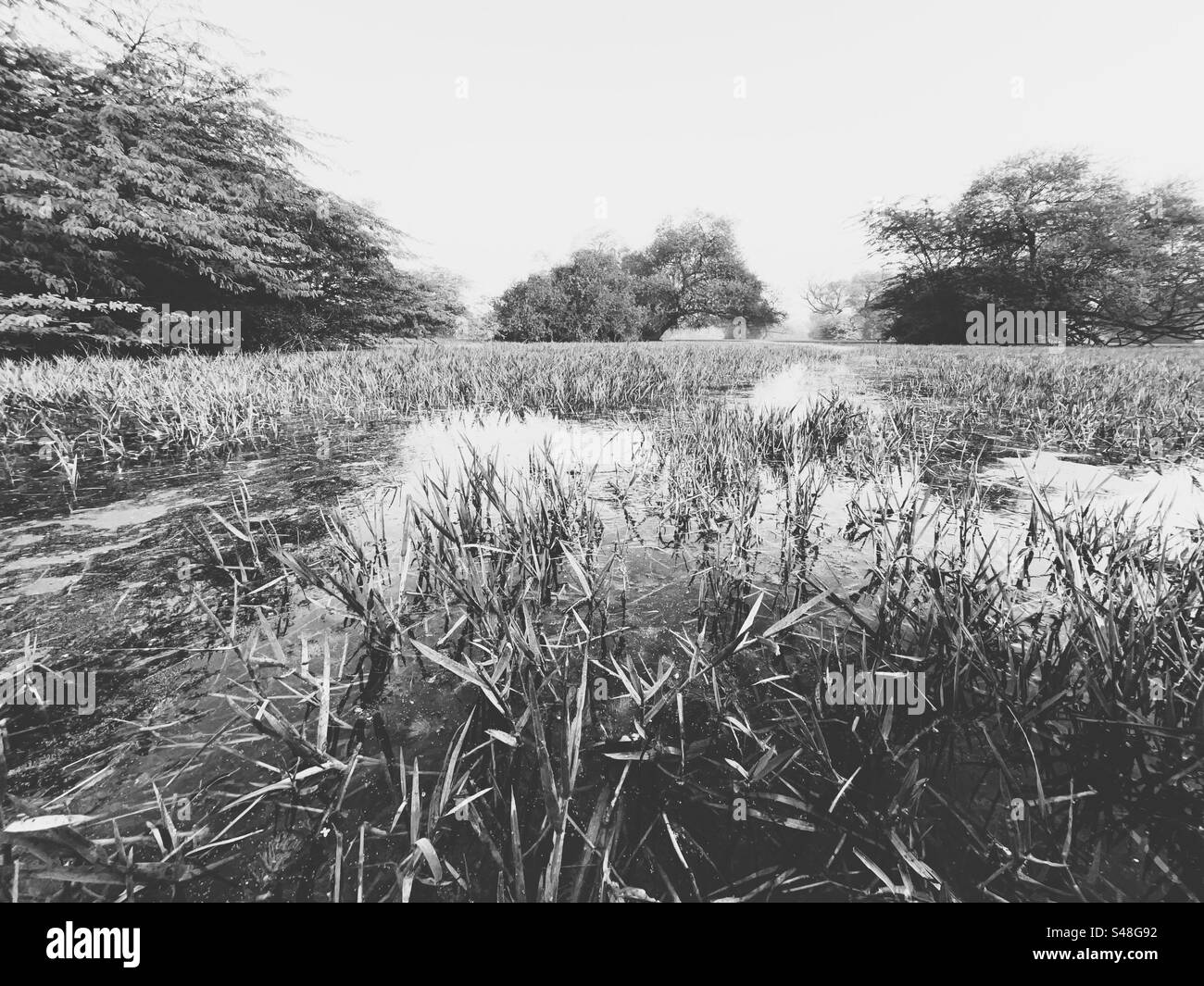 Fotografia in bianco e nero di alberi e erba d'acqua sul lago Foto Stock