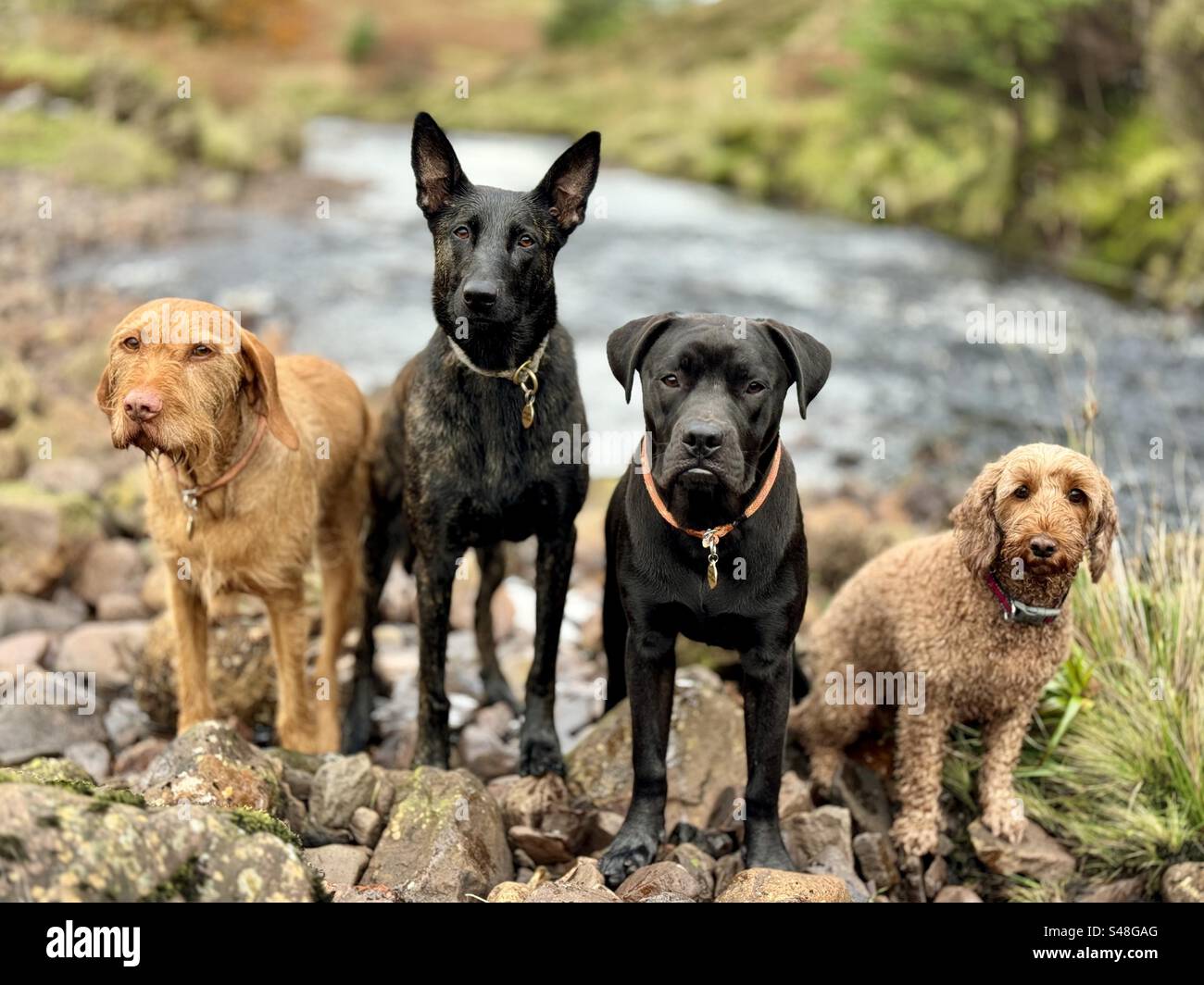 Cani vicino al fiume Foto Stock