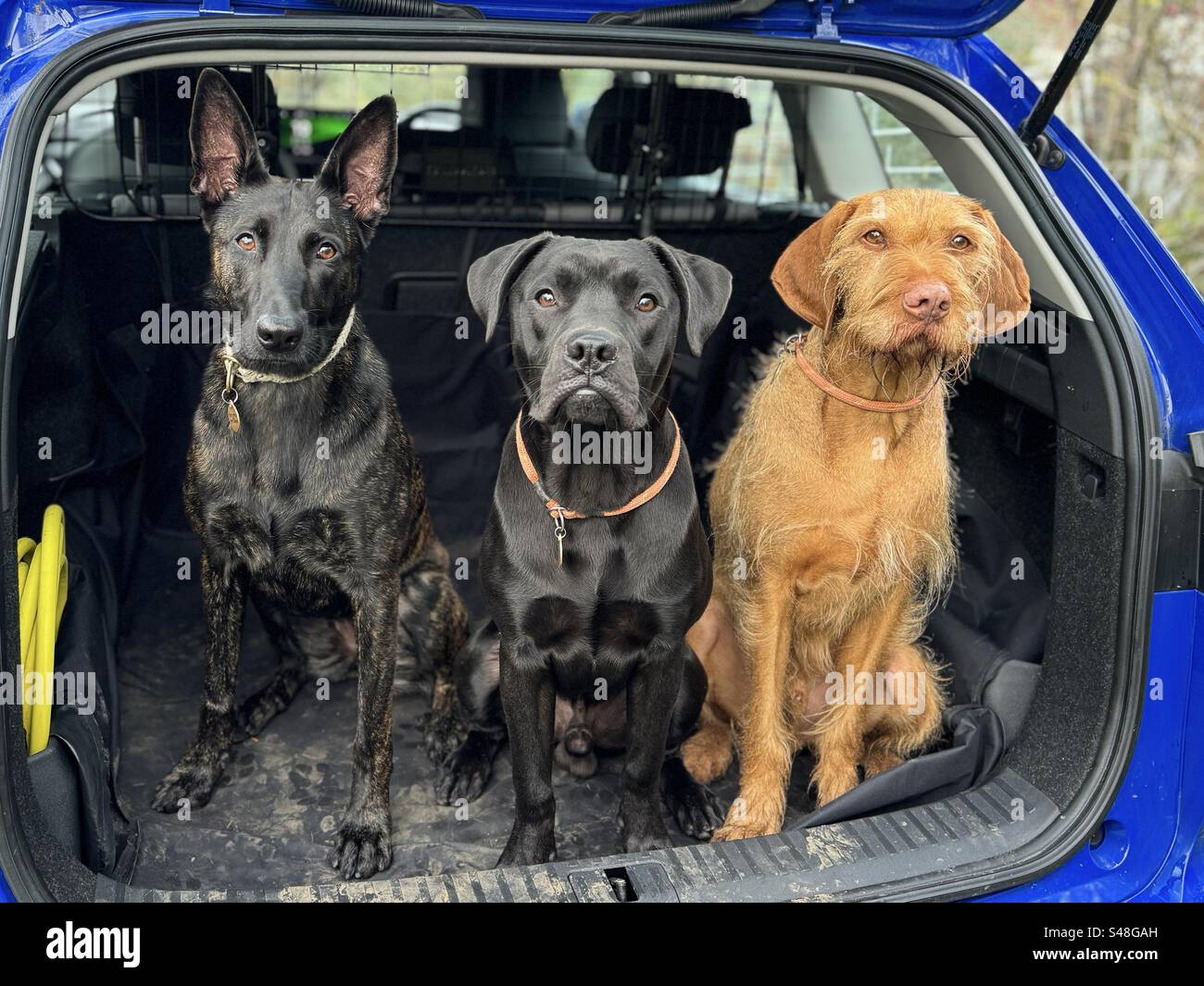Cani nel bagagliaio per auto. - Immagine stock catturata con smartphone